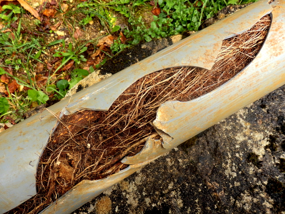 Did You Know? Tree Root Ingress Is a Leading Cause of Drainage Problems in the US